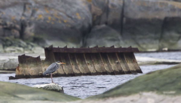 HARMAAHAIKARA TORSHOLMAN HYLYN VIERESSÄ