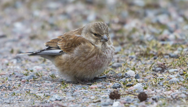 HEMPPO VIIHTYY KYLÄTIELLÄ