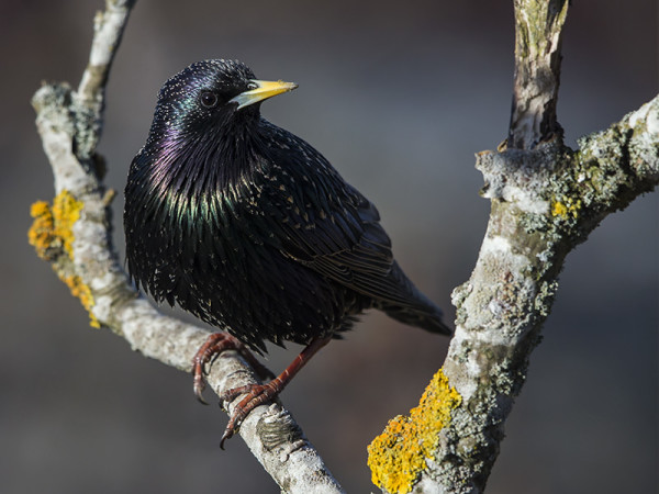 KOTTARAISIA ON NYT SAAPUNUT VÄHÄN ENEMMÄLTI