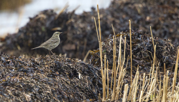 LUOTOKIRVINEN NÄYTTÄYTYY SILLOIN TÄLLÖIN ITÄRANNALLA
