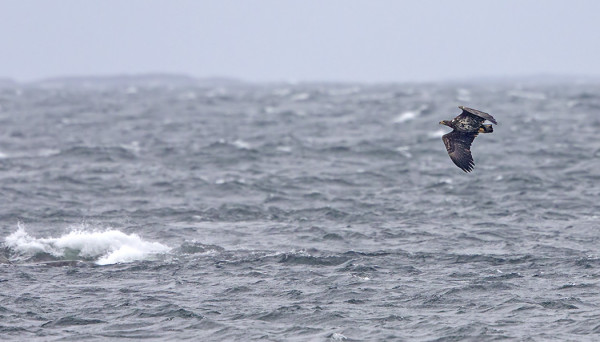MERIKOTKIA ON LÄHIVESILLÄ JA -SAARILLA PALJON