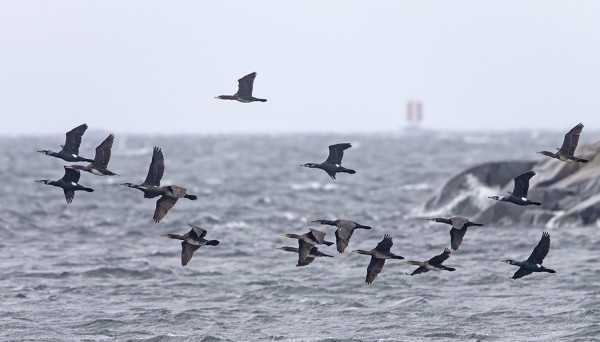 MERIMETSOJA LIIKKUU JO RUNSAASTI