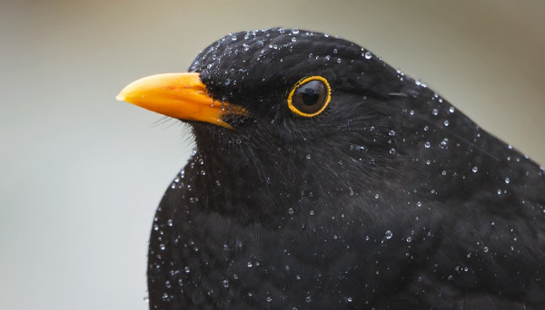 SADE TEKI MUSTARASTAALLE VESIHELMET