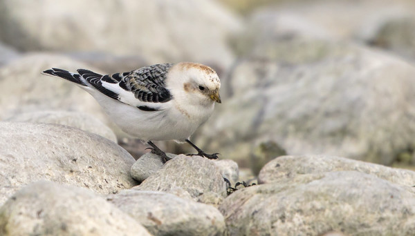 ITÄRANNALLA HYÖRI TÄNÄÄN PIENI PULMUSPARVI