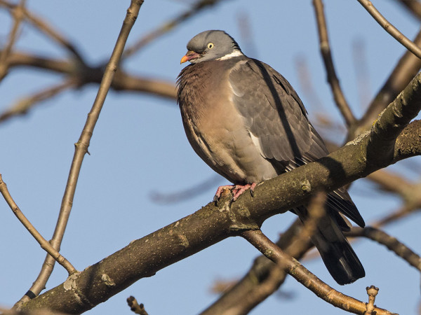 SEPELKYYHKYJÄ ON SAAPUNUT YLLÄTTÄVÄN LUKUISASTI