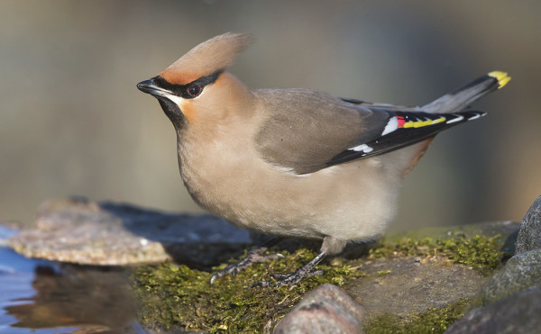 TILHIÄKIN LIIKKUU YHÄ