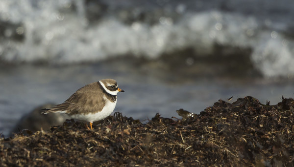 KEVÄÄN EKA TYLLI LÖYTYI ODOTETUSTI ITÄRANNALTA