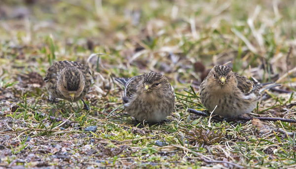 VUORIHEMPOT ILAHDUTTIVAT