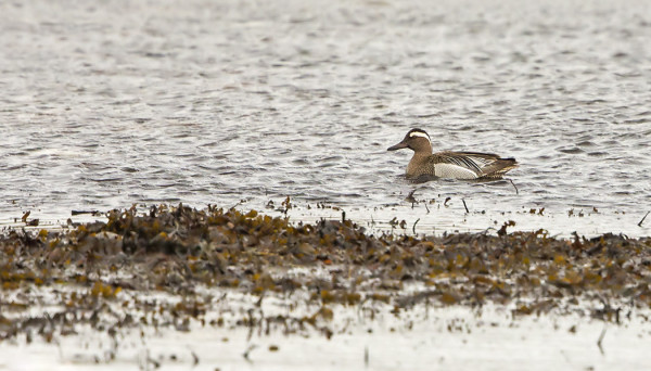 HEINÄTAVIKOIRAS ITÄRANNALLA