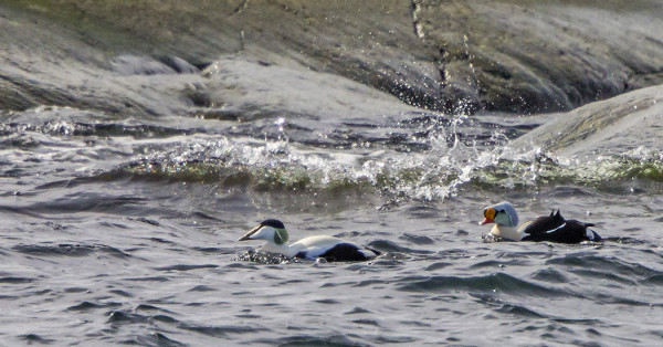 KYHMYHAAHKA VIIHTYI ETELÄKÄRJESSÄ, AIKA LAILLA VASTAVALOSSA TOSIN