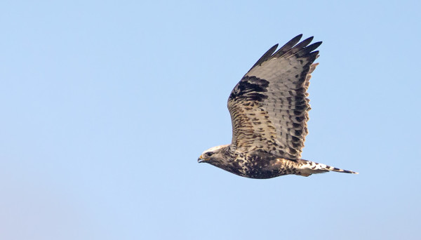 PIEKANAT OVAT TULLEET MUKAVAN MATALALLA