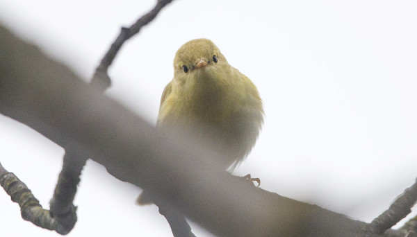OMITUISEN VÄRINEN FYLLARI MEIDÄN SAUNAPIHLAJASSA