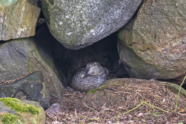 TÄMÄ HAAHKA ON LÖYTÄNYT TURVALLISEN TUNTUISEN PESÄPAIKAN, SATEELTAKIN SUOJASSA