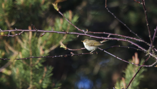 KEVÄÄN EKA IDÄNUUNILINTU EHTI JUURI JA JUURI TOUKOKUULLE