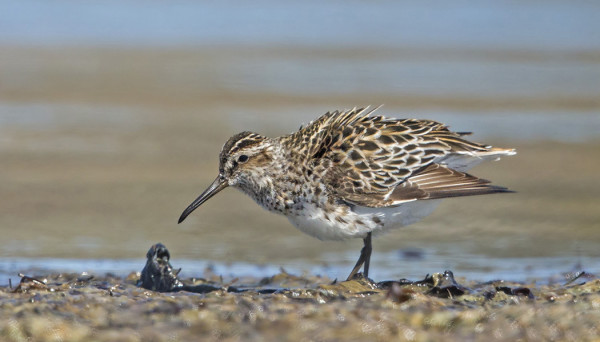 JÄNKÄSIRRIÄISET SAAPUIVAT