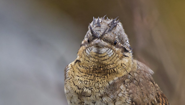 HÖYHENPUKUNSA KASTELLUT KÄENPIIKA ON PELOTTAVAN NÄKÖINEN ILMESTYS