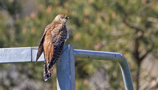 PUNARUSKEITA NAARASKÄKIÄ ON NÄKYNYT MUUTAMA, TÄMÄ KYLÄN JALKAPALLOKENTÄLLÄ