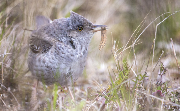 MUUTTOMATKASTA VÄSYNYT KIRJOKERTTU OLI NÄLKÄINEN