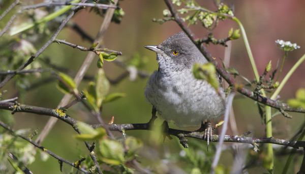 KIRJOKERTUT TULIVAT TÄNÄ VUONNA MELKO AIKAISIN