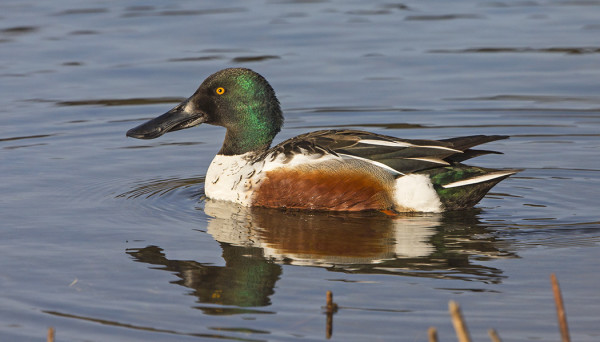 LAPASORSIA PESINEE 2-3 PARIA SAARELLA