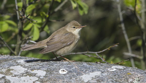 LUHTAKERTTUNEN KÄHMYILI SAUNALLAMME