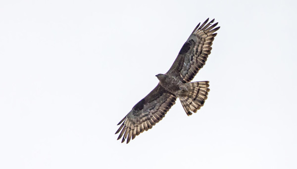 KEVÄÄN EKA MEHILÄISHAUKKA VASTAVALOSSA