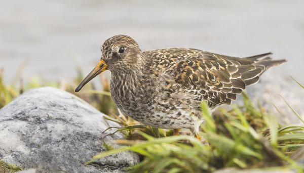 JO OSIN KESÄPUKUINEN MERISIRRI LÖYTYI ITÄRANNALTA