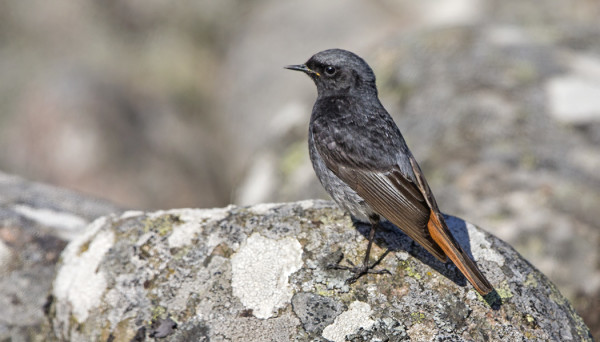KOIRAS MUSTALEPPÄLINTU PYÖRI TALOMME YMPÄRILLÄ