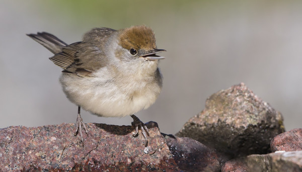 MUSTAPÄÄKERTTUJA ON NYT RUNSAASTI