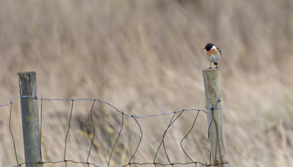 MUSTAPÄÄTASKU HAUTAUSMAAN KUPEESSA OLEVAN UUDEN LAMMASAITAUKSEN TOLPILLA