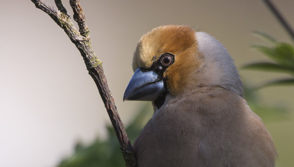 TÄLLÄ NOKKAVARPUSELLA ON PARI PUNKKIA NOKAN YMPÄRILLÄ