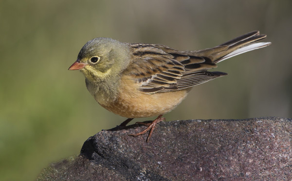 PELTOSIRKKU OLI KAUNIISTI NÄHTÄVILLÄ PIHALLAMME