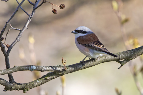 PIKKULEPINKÄISET OVAT SAAPUNEET