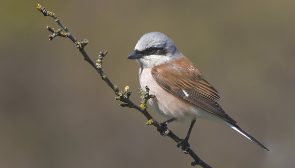 PIKKULEPINKÄISIÄ ON RUNSAASTI