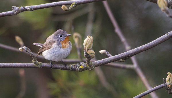 PIKKUSIEPPO GAMLA POSTENILLA