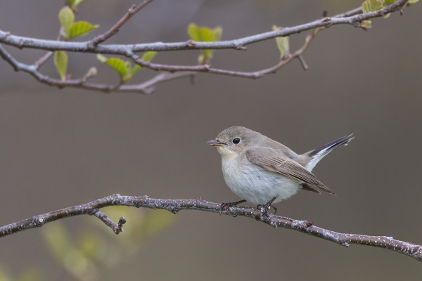 PIKKUSIEPOT OVAT VARSIN HELPPOJA KUVATTAVIA