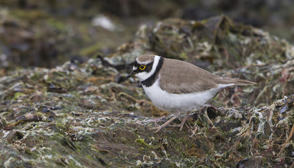 PIUKKUTYLLI ON UTÖSSÄ HYVIN VÄHÄLUKUINEN LÄPIMUUTTAJA