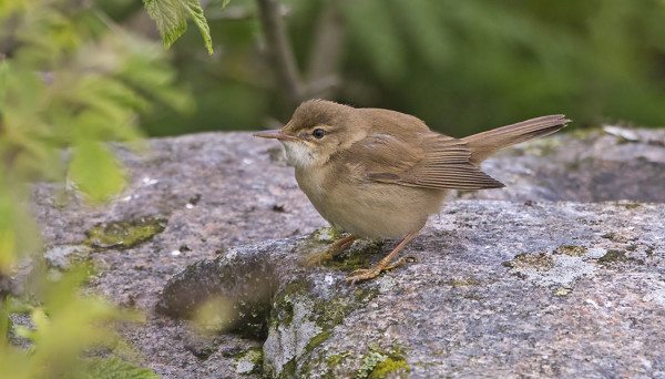RYTIKERTTUSTEN MUUTTO ON VAUHDISSA