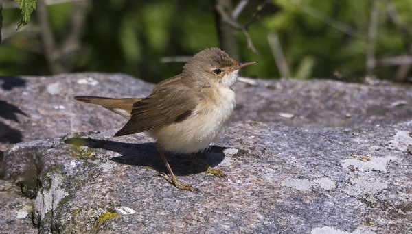 RYTIKERTTUSIA ON OLLUT USEITA