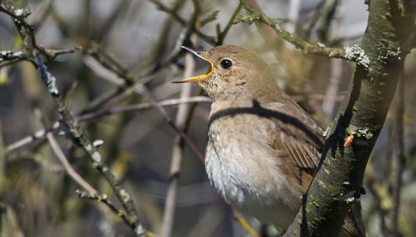 JOKUNEN SATAKIELI LAULAA VIELÄ SAARESSA