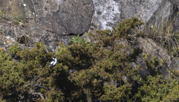 SEPELSIEPPO VIIHTYI ETÄÄLLÄ SULJETULLA ALUEELLA, SIKSI KUVATKIN KAUKAA