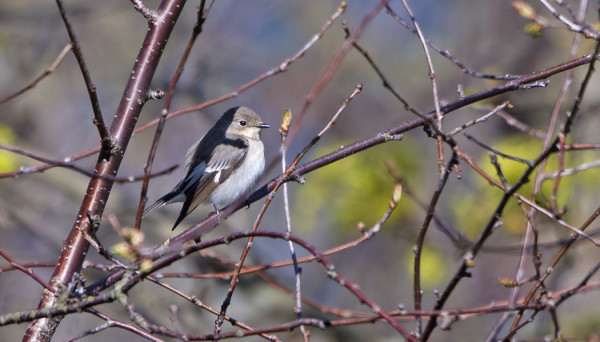 NAARAS SEPELSIEPPO KUVATTUNA SAUNALTAMME