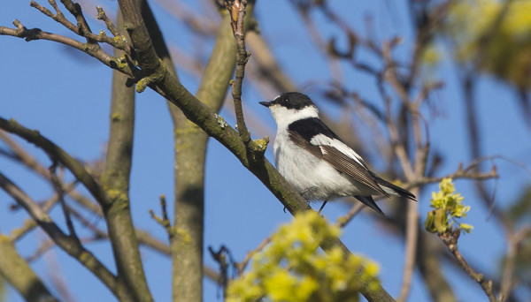 ...JA 2kv KOIRAS SEPELSIEPPO
