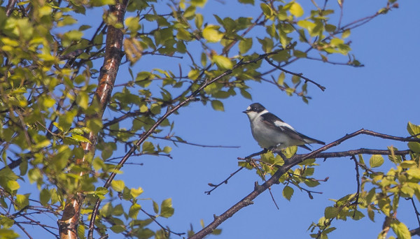 KEVÄÄN VIIDES SEPELSIEPPO, RENGAS VASEMMASSA JALASSA