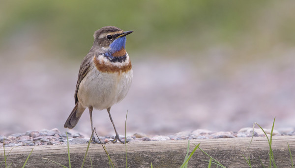 SINIRINTOJEN MUUTTO ON KÄYNNISSÄ