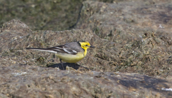SITRUUNAVÄSTÄRÄKKI ITÄRANNALLA