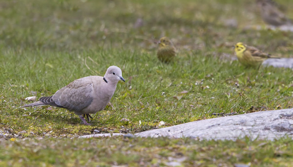 TURKINKYYHKY ON VUOSITTAINEN VIERAILIJA