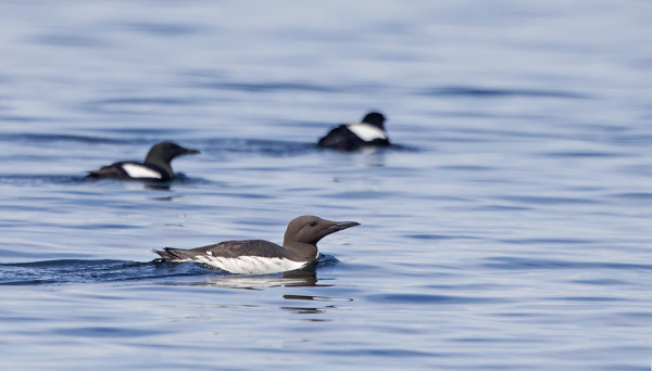 ETELÄNKIISLA LÖYTYI KRUPPSKÄRIN VESILTÄ