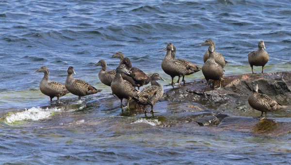 NAARASHAAHKOJA - ILMAN POIKASIA - ON RANNOILLA ISOHKOJA PARVIA