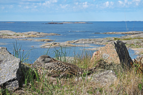 HAAHKA HAUTOO SAAREN KORKEIMMALLA KOHDALLA - HYVÄT NÄKÖALAT! 